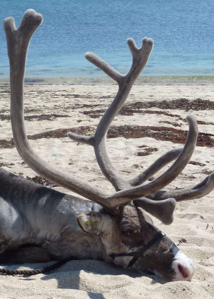 Reindeer resting on a Cornish Beach